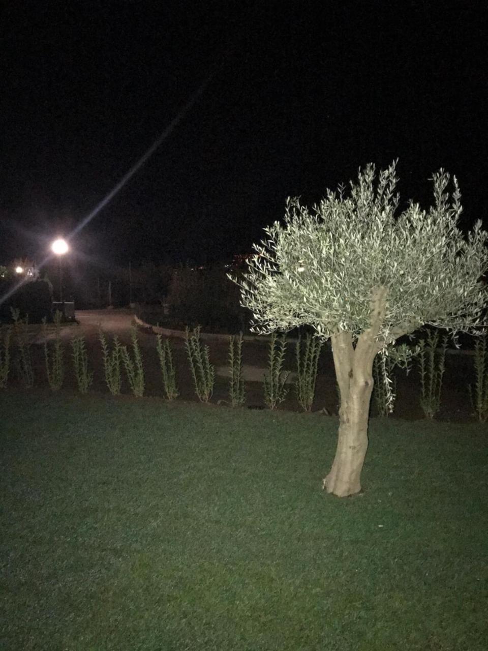 Antonya * Scena